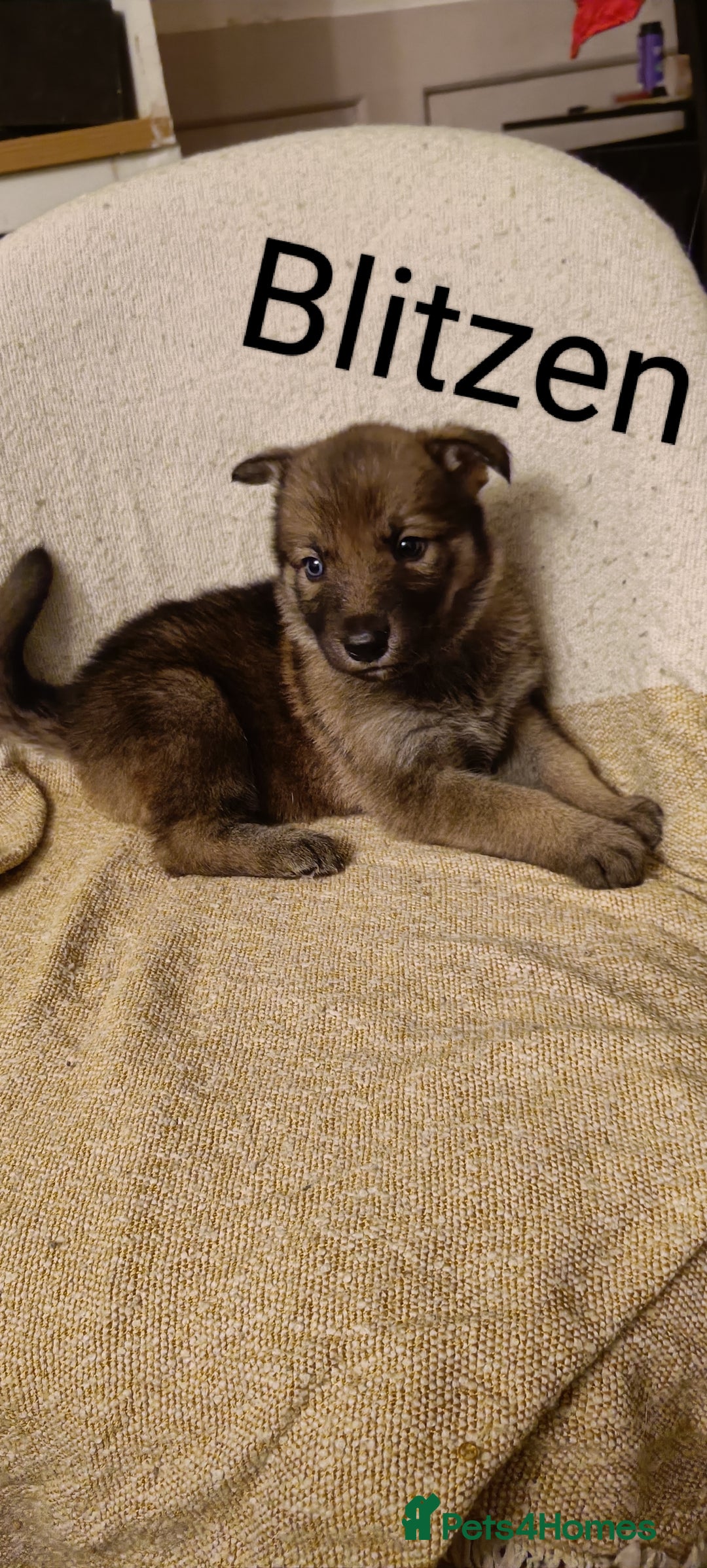 Shepsky dogs for sale: 9x Gorgeous Shepsky Puppies available 31/01 - Advert 22