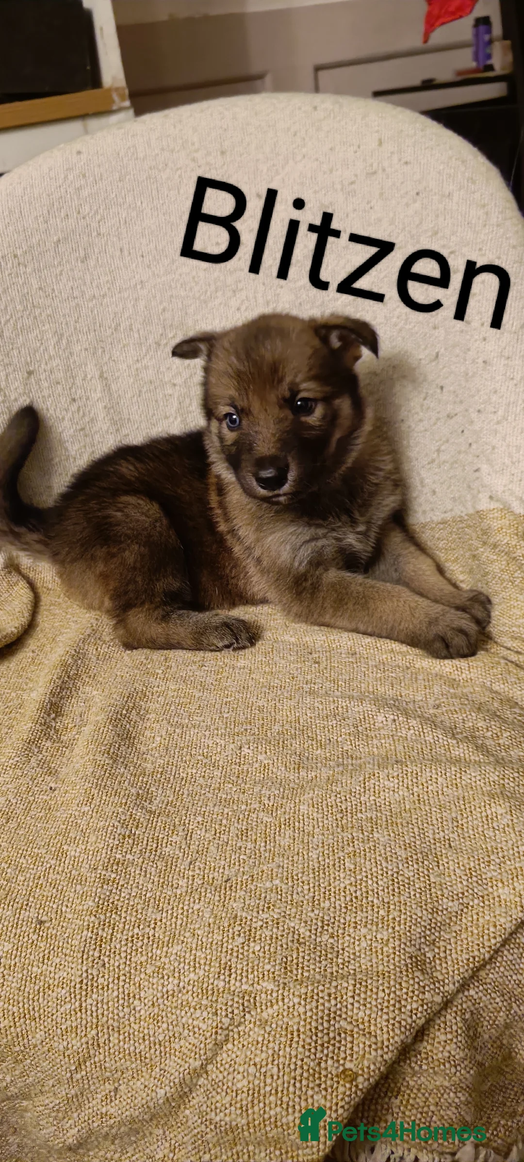 Shepsky dogs for sale: 9x Gorgeous Shepsky Puppies available 31/01 - Advert 21