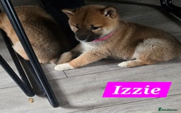 Japanese Shiba Inu dogs for sale: Gorgeous Shibas  - Image 9
