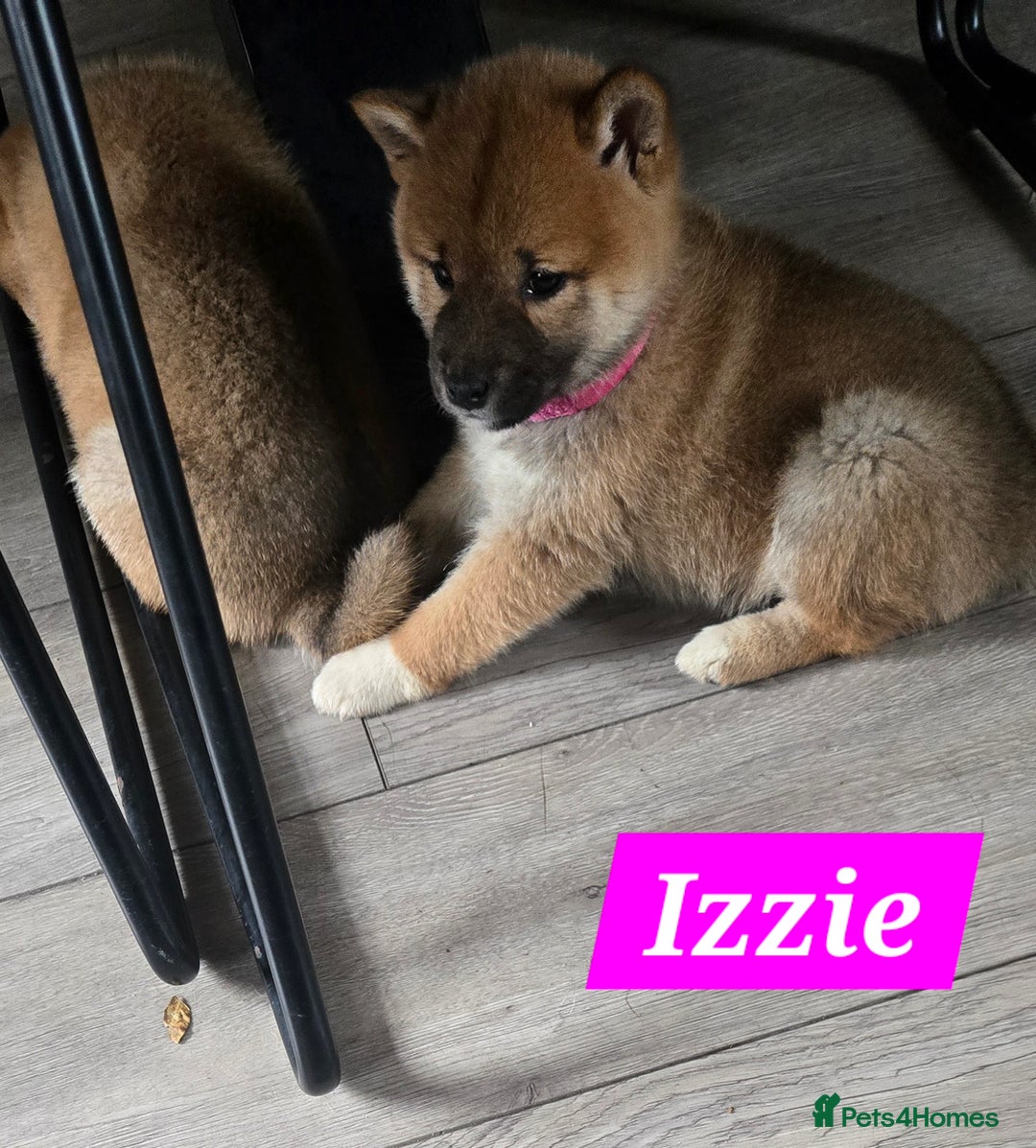Japanese Shiba Inu dogs for sale: Gorgeous Shibas  - Image 9