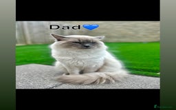 Ragdoll cats for sale: 💙Adorable Bluepoint Ragdoll Boy💙 - Image 3