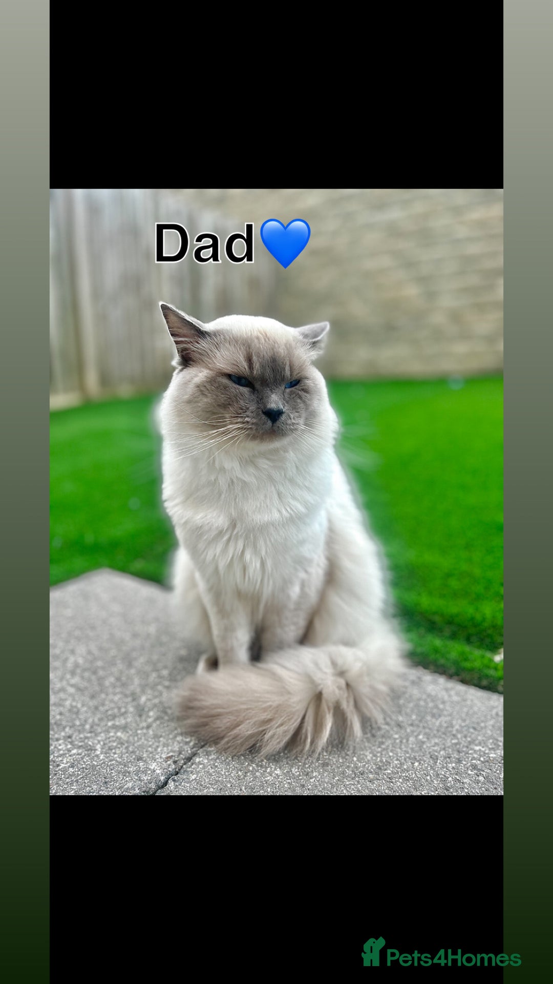 Ragdoll cats for sale: 💙Adorable Bluepoint Ragdoll Boy💙 - Image 3