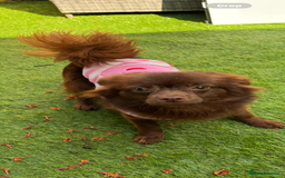 Chihuahua dogs for sale: Beautiful Solid Chocolate Fenale - Image 6