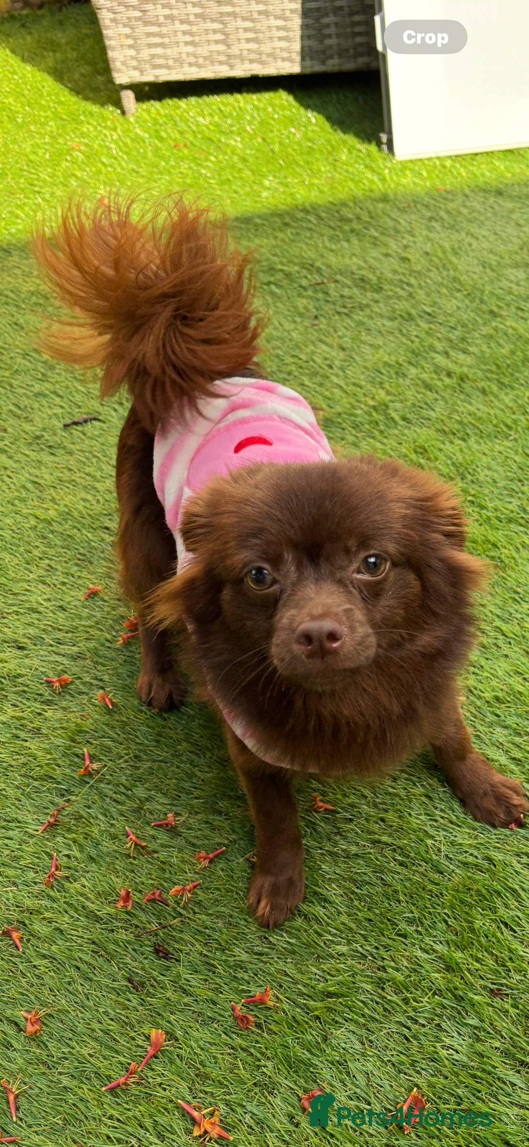 Chihuahua dogs for sale: Beautiful Solid Chocolate Fenale - Image 6