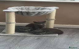 British Shorthair cats for sale: Full grey british short hair kittens  - Image 6