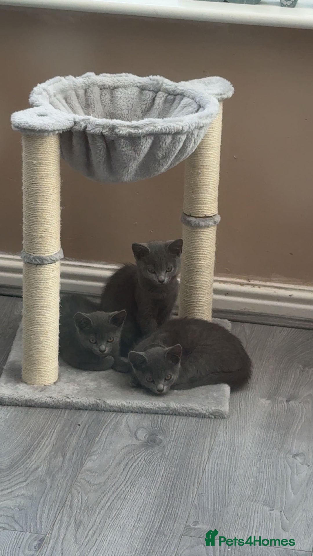 British Shorthair cats for sale: Full grey british short hair kittens  - Image 6