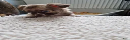 Chihuahua dogs for sale: Chihuahua puppy's  - Advert 17