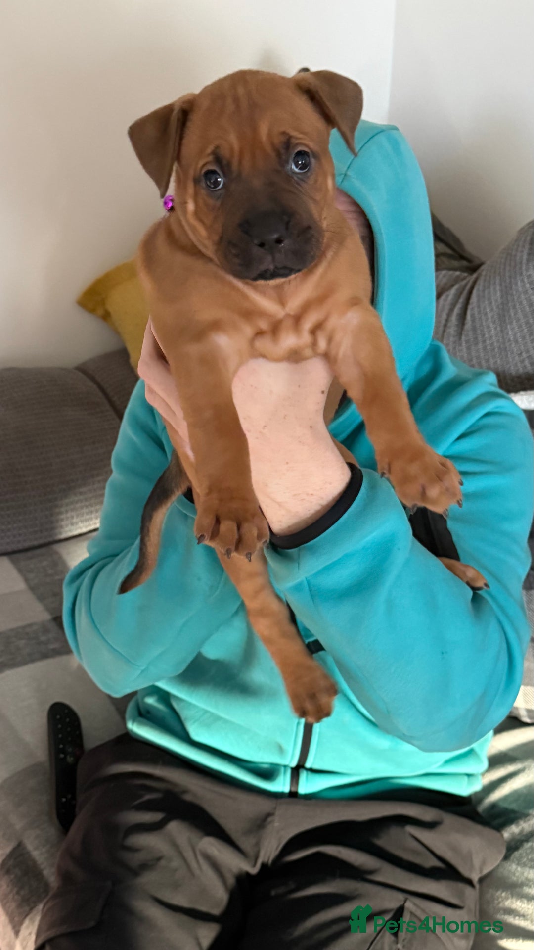 Mixed Breed dogs for sale: Bullmastiff x blue staffie last female pup!  - Advert 4