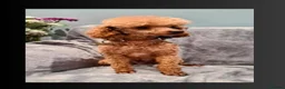 Cockapoo dogs for sale: Beautiful toy size F1b Cockapoo Puppies - Advert 18