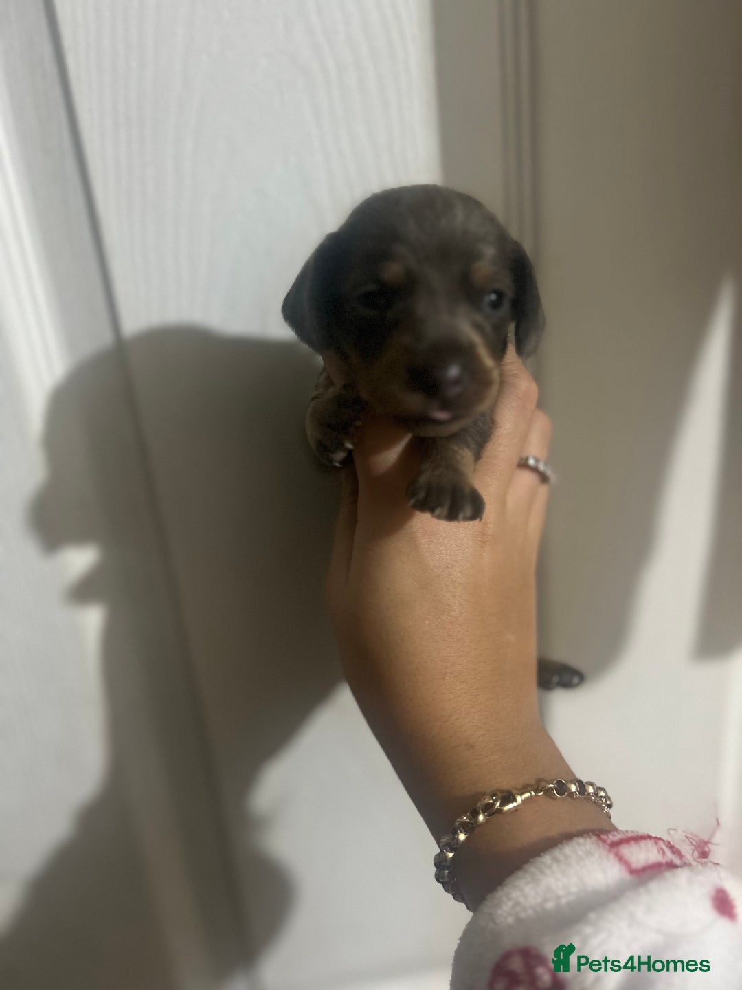 Dachshund dogs for sale: Dachshund puppies - Advert 6