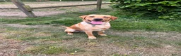 Labrador Retriever dogs for sale: Beautiful fully trained pet labrador  - Advert 2