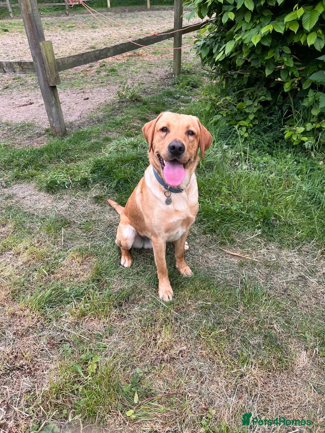 Labrador Retriever dogs for sale: Beautiful fully trained pet labrador  - Advert 2