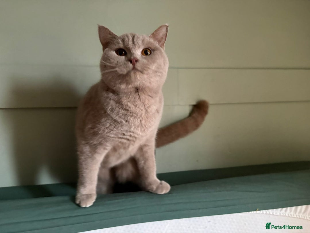 British Shorthair cats for sale: British Shorthair kittens - Advert 6