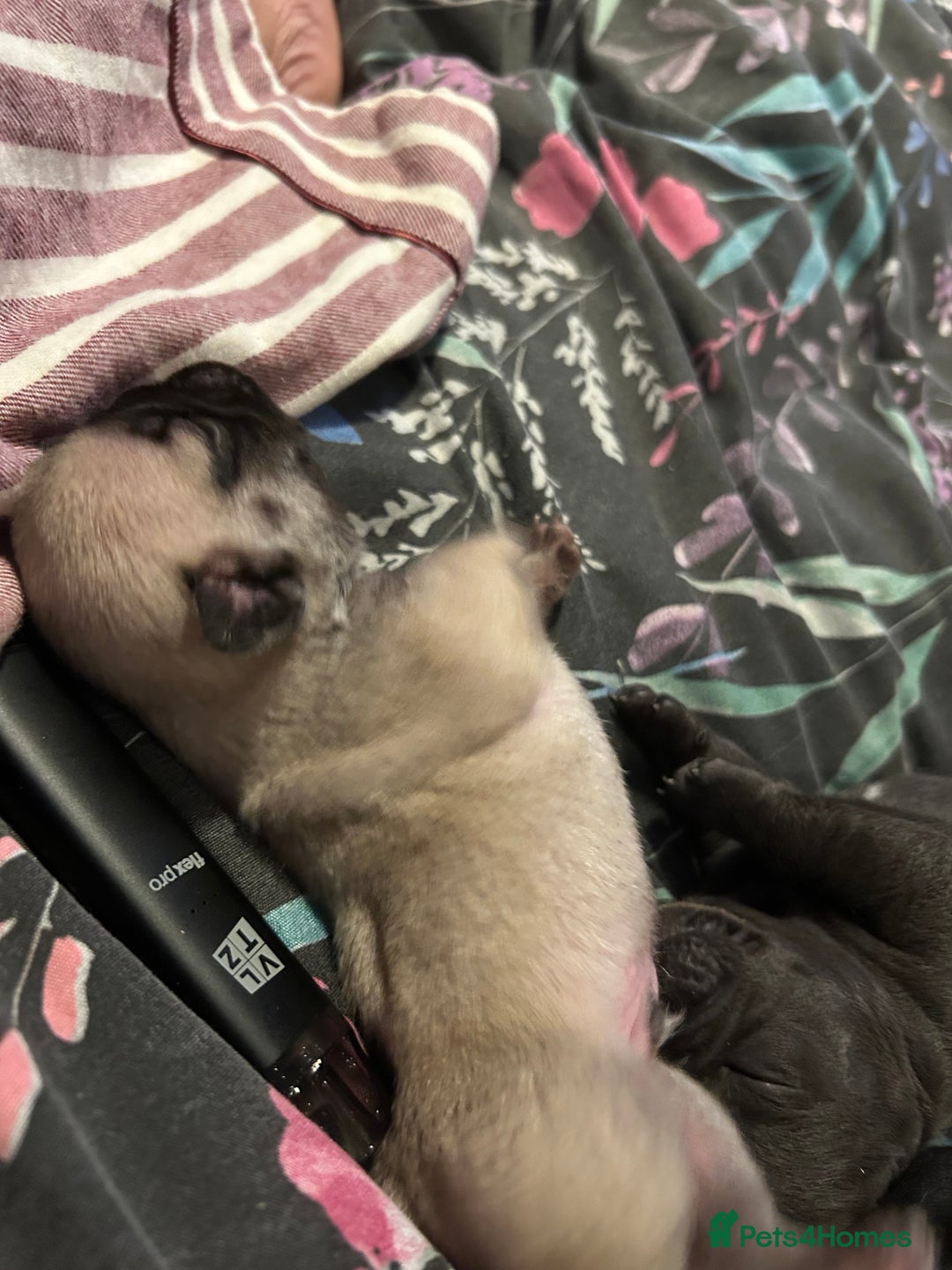 French Bulldog dogs for sale: 4 beautiful boys looking for forever homes - Advert 4