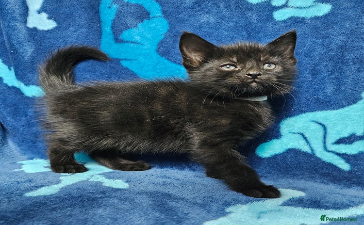 Mixed Breed cats - Advert 10