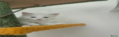 Ragdoll 2