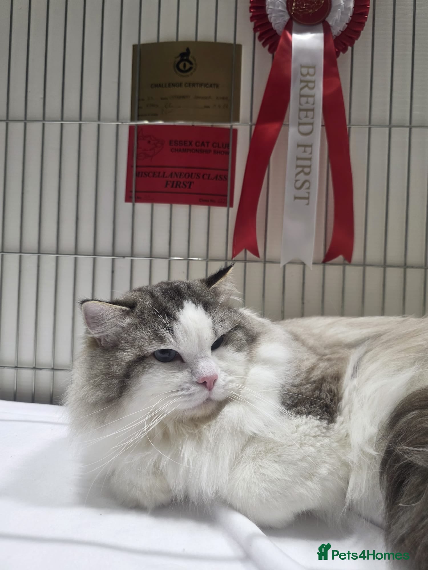 Ragdoll cats for sale: Show quality Ragdoll kittens - Advert 13