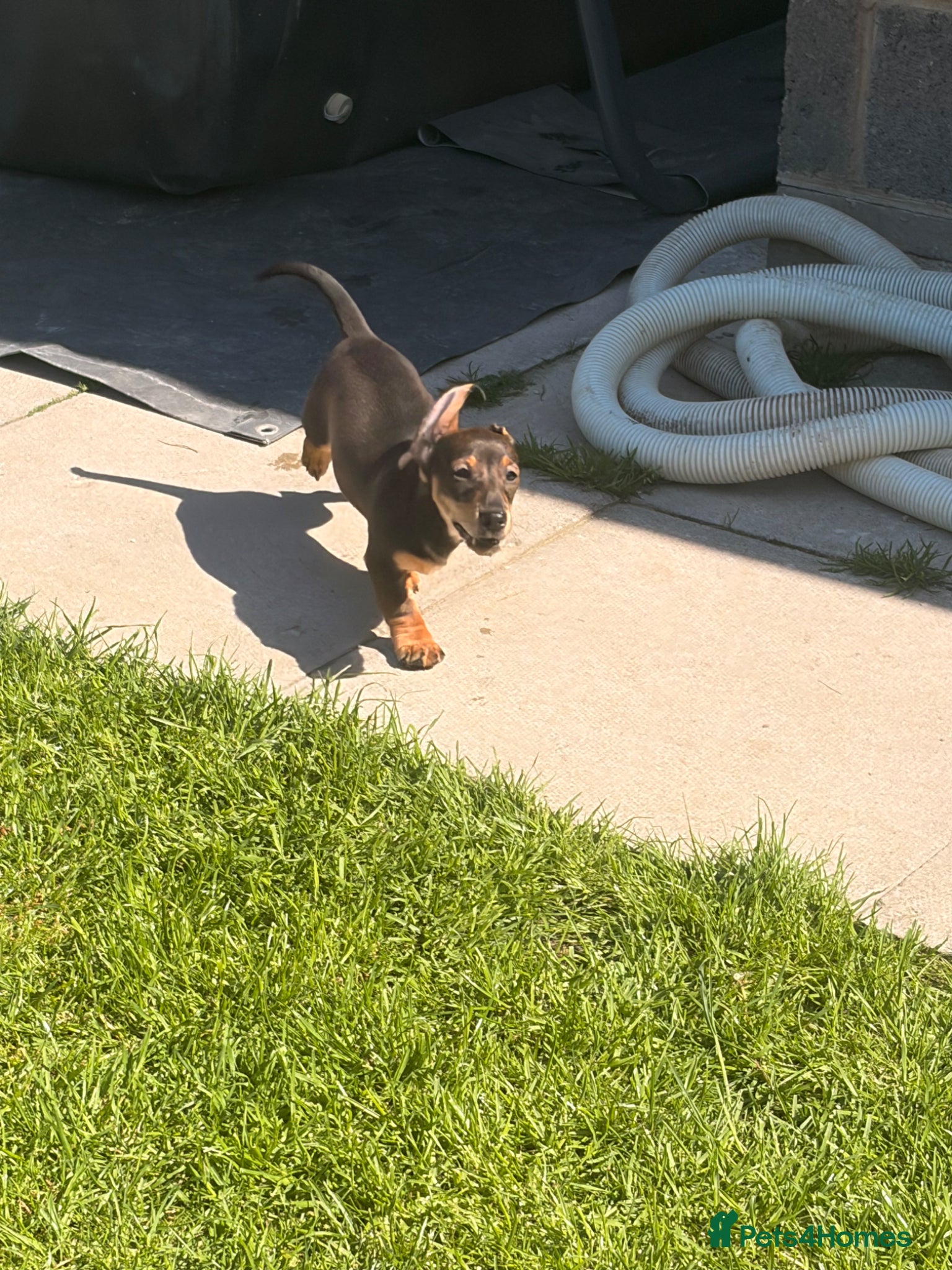 Miniature Dachshund dogs *Reduced* Last beautiful mini dachshund - Advert 2
