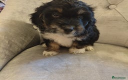 Shihpoo dogs for sale: Shipoos ready to go 1 boy 1 girl  - Image 3
