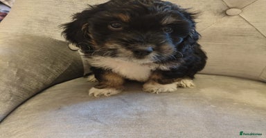 Shihpoo dogs - Advert 4