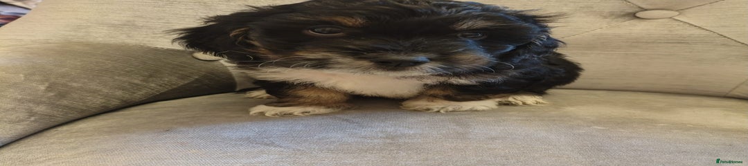 Shihpoo Puppy 1