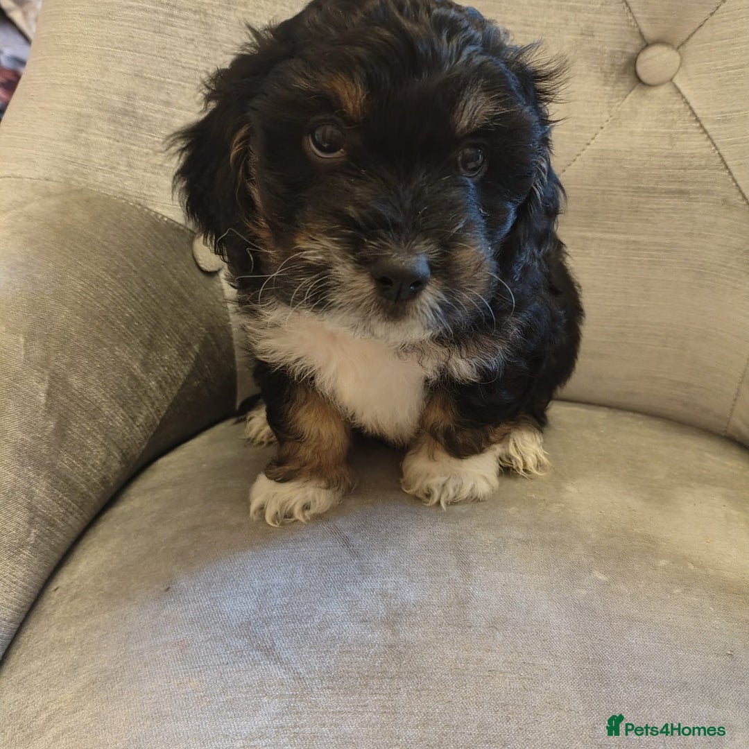 Shihpoo dogs for sale: Shipoos ready to go 1 boy 1 girl  - Image 3