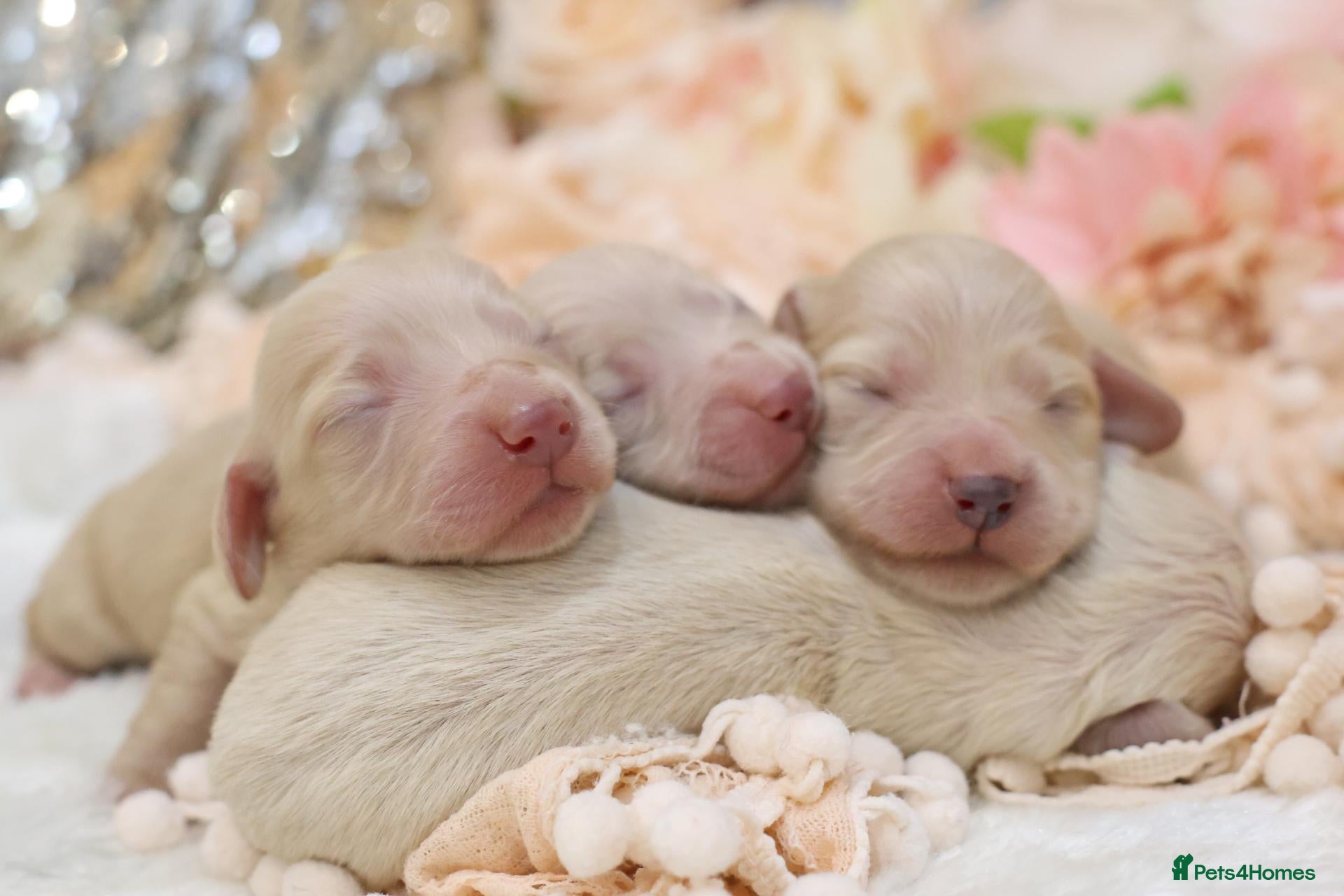 Miniature Dachshund dogs KC Cream Longhair Puppies - Advert 1