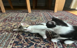 Mixed Breed cats for sale: Urgent! 2 playful kittens looking for a home  - Image 8