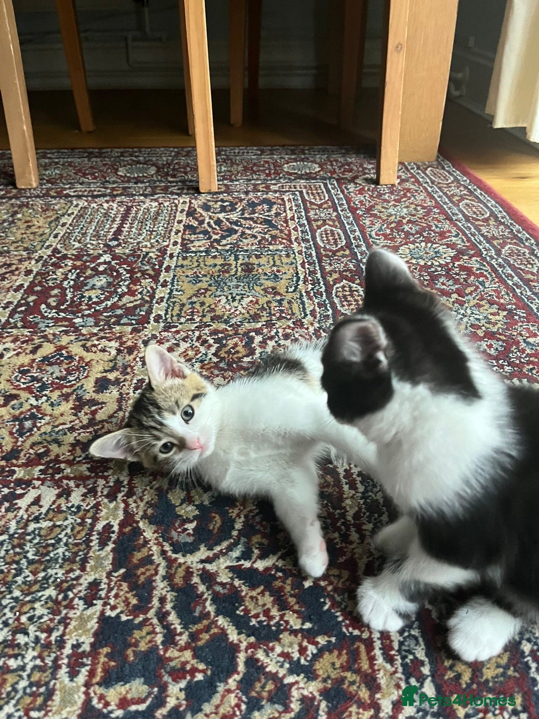 Mixed Breed cats for sale: Urgent! 2 playful kittens looking for a home  - Image 8