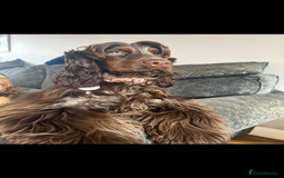Cocker Spaniel dogs for sale: Litter of show type cocker spaniels  - Image 8