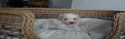Schnoodle dogs for sale: Beautiful Schnoodle puppies  - Advert 12