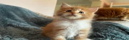 Maine Coon cats for sale: 👑 Gorgeous Tica Registered Red Maine Coon kittens - Advert 6