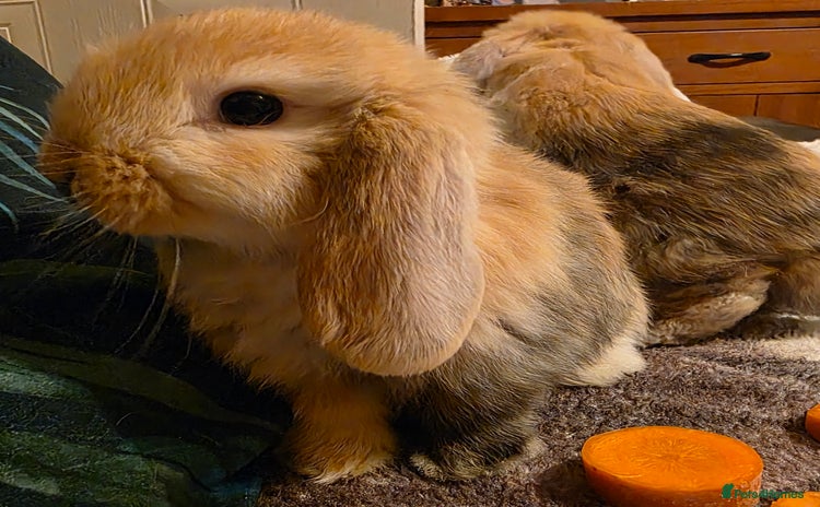 Mini Lop rabbits - Advert 7