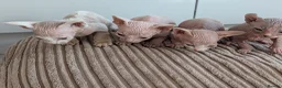 Sphynx cats for sale: 4 spynx kittens - Advert 2