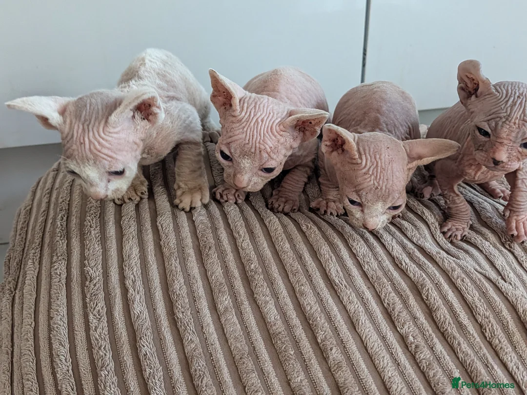 Sphynx cats for sale: 4 spynx kittens - Advert 2