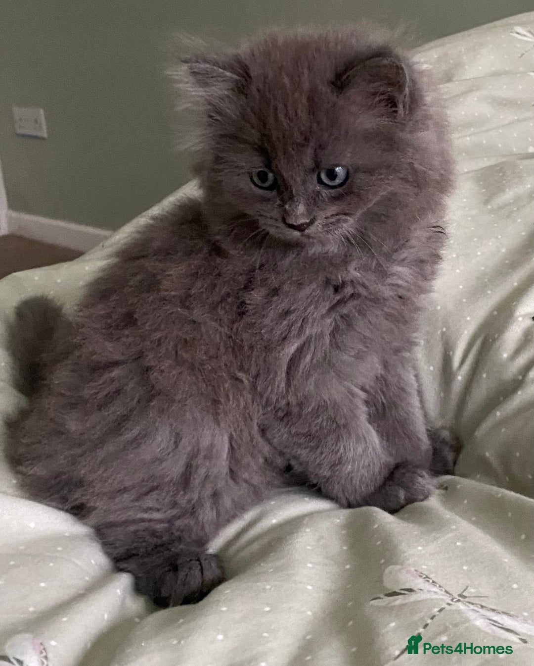 Mixed Breed cats for sale: Beautiful blue/grey kittens available  - Advert 3