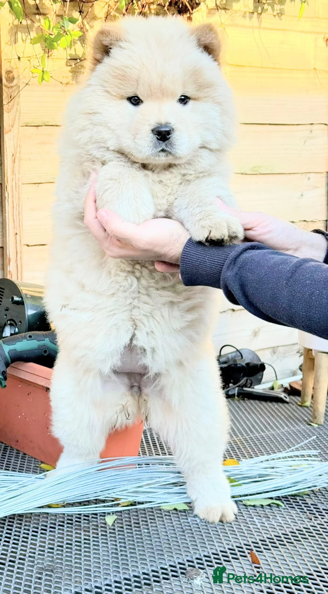 Chow Chow dogs for sale: Chow chow  - Advert 3