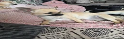 Chihuahua dogs for sale: Chihuahua gril 8moths old - Advert 9