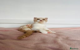 British Shorthair cats for sale: ChampionLine Kittens ready now  - Image 7