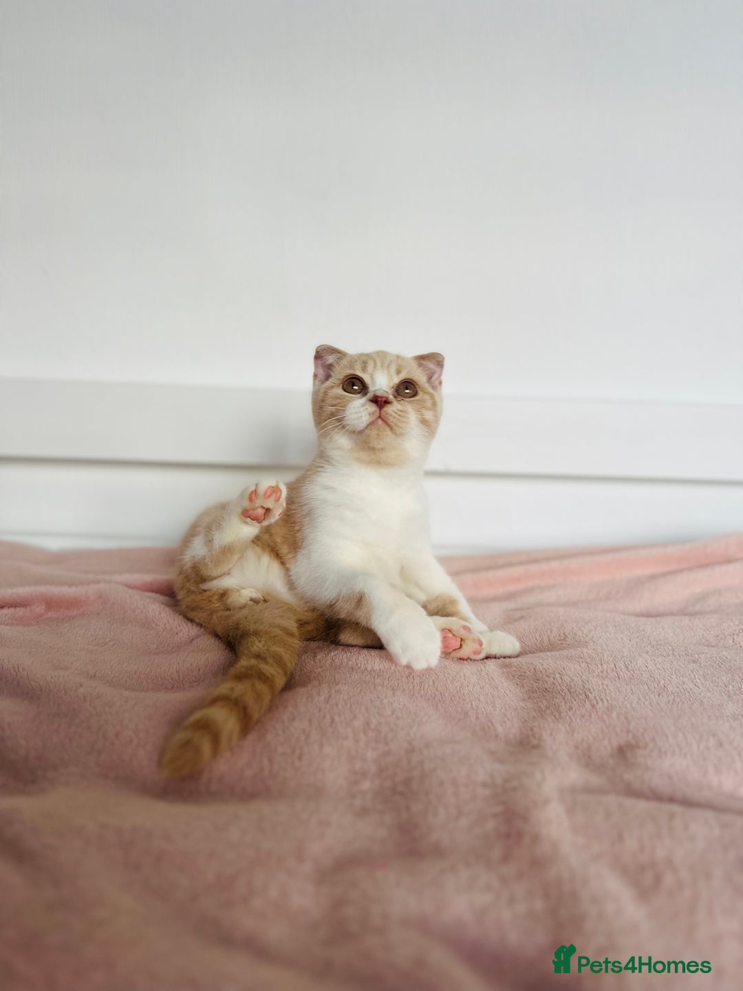 British Shorthair cats for sale: ChampionLine Kittens ready now  - Image 7