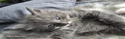 Mixed Breed cats for sale: Maine Coon mixed breed - Advert 14