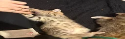 Bengal cats for sale: Bengal x tabby kittens  - Advert 19