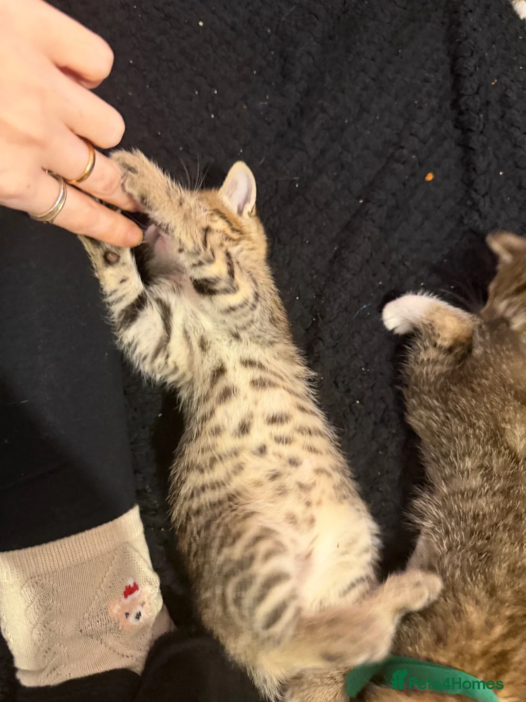 Bengal cats for sale: Bengal x tabby kittens  - Advert 19