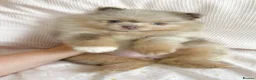 Pomeranian dogs for sale: Pomeranian puppys ready now  in Glasgow - Advert 5