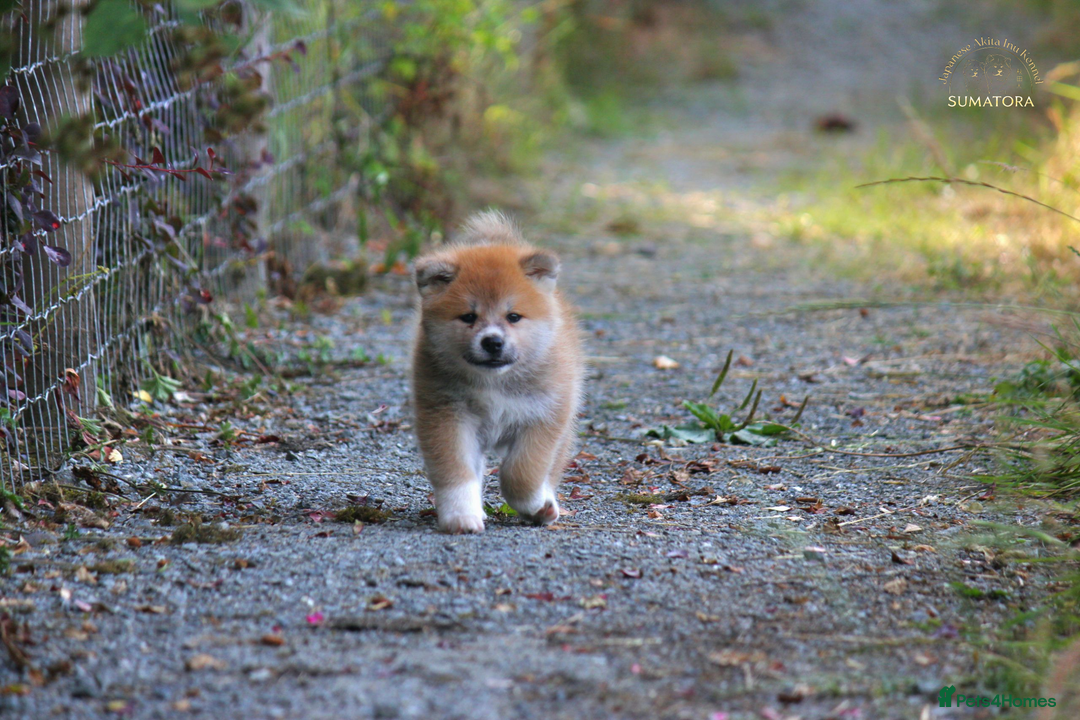 Japanese Akita Inu dogs for sale: ♥OUR PUPPIES ARRIVED♥ in Builth Wells - Image 31