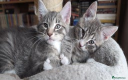 Maine Coon cats for sale: Beautiful half maine coon kitten - Image 6