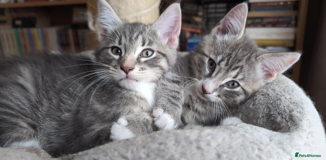 Maine Coon cats for sale: Beautiful half maine coon kitten - Image 6
