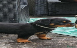 Rottweiler dogs for sale: Rottweiler puppies - Image 15