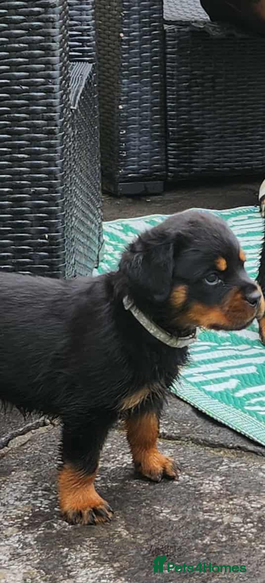 Rottweiler dogs for sale: Rottweiler puppies - Image 15