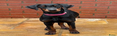 Dobermann Puppy 1